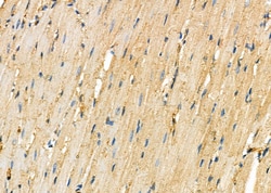 Invitrogen DKK3 Polyclonal Antibody 100 &mu;L; Unconjugated:Antibodies,