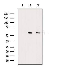 Invitrogen DKK3 Polyclonal Antibody 100 &mu;L; Unconjugated:Antibodies,