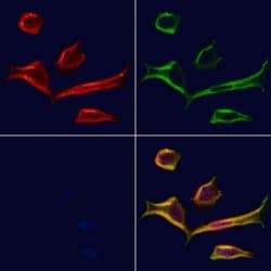 Invitrogen PCBP2 Polyclonal Antibody 100 &mu;L | Buy Online | Invitrogen&trade; | Fisher Scientific