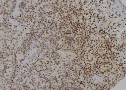 Invitrogen PCBP2 Polyclonal Antibody 100 &mu;L | Buy Online | Invitrogen&trade; | Fisher Scientific