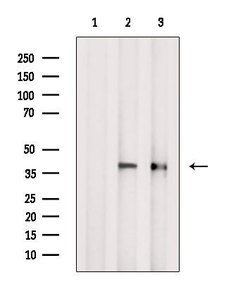 Invitrogen PCBP2 Polyclonal Antibody 100 &mu;L | Buy Online | Invitrogen&trade; | Fisher Scientific
