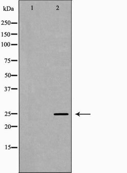 Invitrogen PRG2 Polyclonal Antibody 100 &mu;L; Unconjugated:Antibodies,