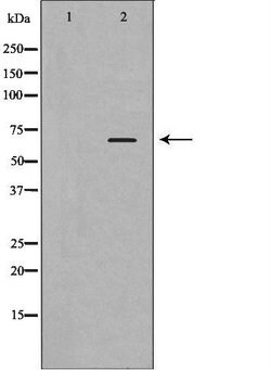 Invitrogen PLK1 Polyclonal Antibody 100 &mu;L; Unconjugated:Antibodies,