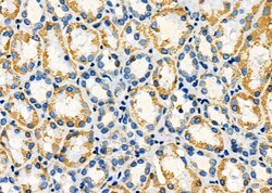 Invitrogen ALDH4A1 Polyclonal Antibody 100 &mu;L; Unconjugated:Antibodies,