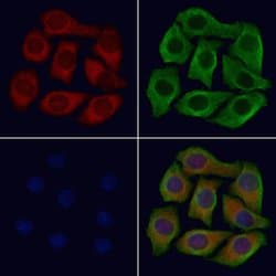Invitrogen CLEC4A Polyclonal Antibody 100 &mu;L; Unconjugated:Antibodies,