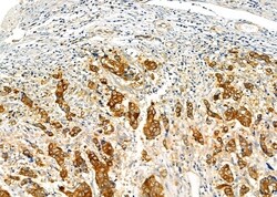 Invitrogen FAM81B Polyclonal Antibody 100 &mu;L; Unconjugated:Antibodies,