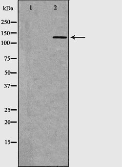 Invitrogen FAM81B Polyclonal Antibody 100 &mu;L; Unconjugated:Antibodies,