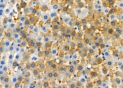 Invitrogen NAP1L1 Polyclonal Antibody 100 &mu;L; Unconjugated:Antibodies,