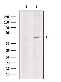 Invitrogen NAP1L1 Polyclonal Antibody 100 &mu;L; Unconjugated:Antibodies,