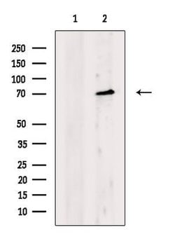Invitrogen CDH23 Polyclonal Antibody 100 &mu;L; Unconjugated:Antibodies,