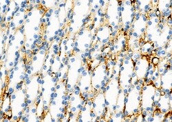 Invitrogen VMAT2 Polyclonal Antibody 100 &mu;L; Unconjugated:Antibodies,