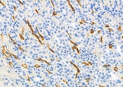 Invitrogen VMAT2 Polyclonal Antibody 100 &mu;L; Unconjugated:Antibodies,