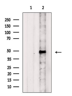 CXCR2 Polyclonal Antibody:Antibodies, Polyclonal