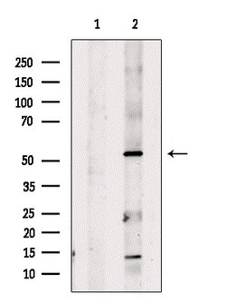 Invitrogen ENPP7 Polyclonal Antibody 100 &mu;L; Unconjugated:Antibodies,