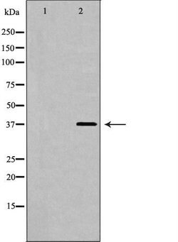 Invitrogen Follistatin Polyclonal Antibody 100 &mu;L; Unconjugated:Antibodies,