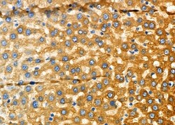 Invitrogen GLRA1 Polyclonal Antibody 100 &mu;L; Unconjugated:Antibodies,