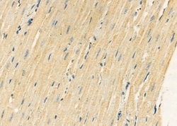 Invitrogen Kallikrein 5 Polyclonal Antibody 100 &mu;L; Unconjugated:Antibodies,