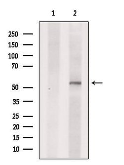 Invitrogen SLC16A4 Polyclonal Antibody 100 &mu;L; Unconjugated:Antibodies,