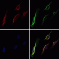 Invitrogen MRP5 Polyclonal Antibody 100 &mu;L; Unconjugated:Antibodies,