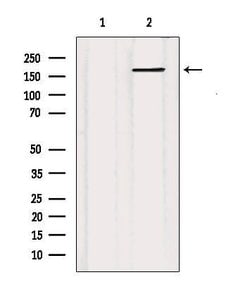 Invitrogen MRP5 Polyclonal Antibody 100 &mu;L; Unconjugated:Antibodies,