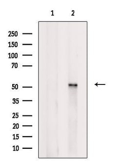 Invitrogen Orexin Receptor 2 Polyclonal Antibody 100 &mu;L; Unconjugated:Antibodies,
