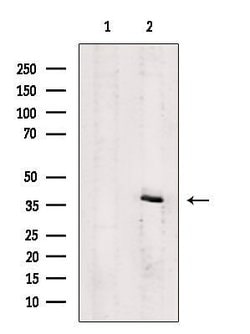 Invitrogen P2Y4 Polyclonal Antibody 100 &mu;L; Unconjugated:Antibodies,