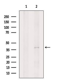 Invitrogen P2Y11 Polyclonal Antibody 100 &mu;L; Unconjugated:Antibodies,