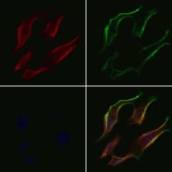 Invitrogen PDK4 Polyclonal Antibody 100 &mu;L; Unconjugated:Antibodies,