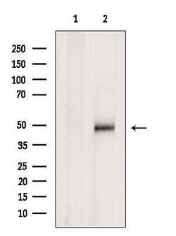 Invitrogen PDK4 Polyclonal Antibody 100 &mu;L; Unconjugated:Antibodies,