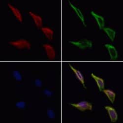 Invitrogen PIBF1 Polyclonal Antibody 100 &mu;L; Unconjugated:Antibodies,