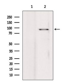 Invitrogen PIBF1 Polyclonal Antibody 100 &mu;L; Unconjugated:Antibodies,