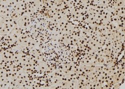 Invitrogen PIWIL2 Polyclonal Antibody 100 &mu;L; Unconjugated:Antibodies,
