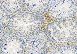 Invitrogen PIWIL2 Polyclonal Antibody 100 &mu;L; Unconjugated:Antibodies,
