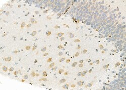 Invitrogen PIWIL2 Polyclonal Antibody 100 &mu;L; Unconjugated:Antibodies,