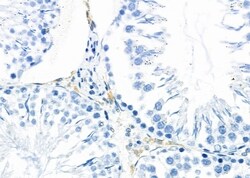 Invitrogen PIWIL2 Polyclonal Antibody 100 &mu;L; Unconjugated:Antibodies,