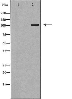 Invitrogen PIWIL2 Polyclonal Antibody 100 &mu;L; Unconjugated:Antibodies,