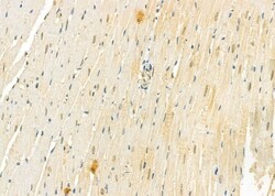 Invitrogen Rad52 Polyclonal Antibody 100 &mu;L; Unconjugated:Antibodies,