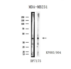 Invitrogen Rad52 Polyclonal Antibody 100 &mu;L; Unconjugated:Antibodies,