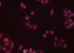 Invitrogen Rad52 Polyclonal Antibody 100 &mu;L; Unconjugated:Antibodies,