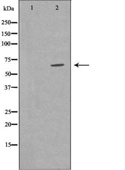 Invitrogen TRAF7 Polyclonal Antibody 100 &mu;L; Unconjugated:Antibodies,