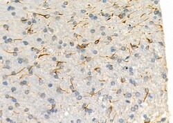 Invitrogen MYSM1 Polyclonal Antibody 100 &mu;L; Unconjugated:Antibodies,