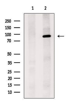 Invitrogen MYSM1 Polyclonal Antibody 100 &mu;L; Unconjugated:Antibodies,