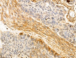 Invitrogen SLC22A8 Polyclonal Antibody 100 &mu;L; Unconjugated:Antibodies,