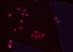 Invitrogen PP2A beta Polyclonal Antibody 100 &mu;L; Unconjugated:Antibodies,