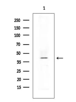 Invitrogen PP2A beta Polyclonal Antibody 100 &mu;L; Unconjugated:Antibodies,