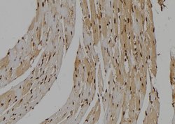 Invitrogen NLK Polyclonal Antibody 100 &mu;L; Unconjugated:Antibodies,