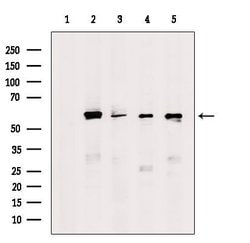 Invitrogen NLK Polyclonal Antibody 100 &mu;L; Unconjugated:Antibodies,