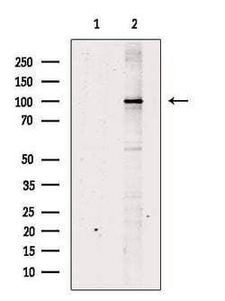 Invitrogen RAI16 Polyclonal Antibody 100 &mu;L; Unconjugated:Antibodies,
