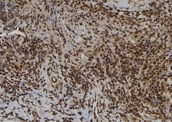 Invitrogen EMAP II Polyclonal Antibody 100 &mu;L; Unconjugated:Antibodies,