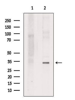 Invitrogen EMAP II Polyclonal Antibody 100 &mu;L; Unconjugated:Antibodies,